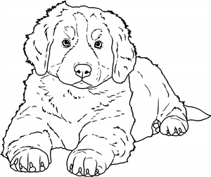 Burmese Mountain Dog