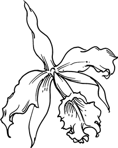 Orchid Flower