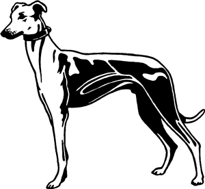 Greyhound Dog