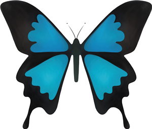 Ulysses Butterfly