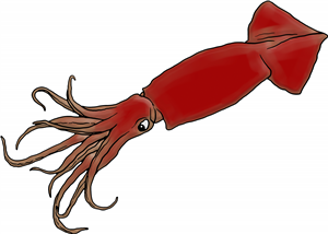 Argentine Shortfin Squid