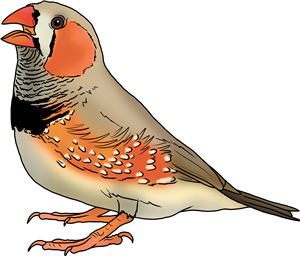 Zebra Finch