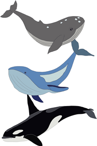 Swimming Whales