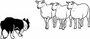 Dog Herding Sheep