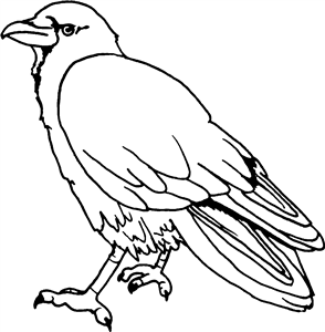 Raven Bird