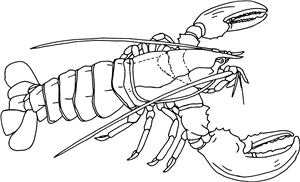 Lobster