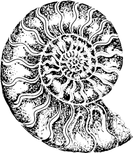 Ammonite