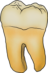 Tooth