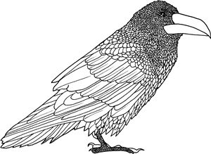 Crow