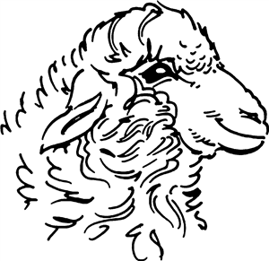 Sheep Head