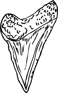 Shark Tooth