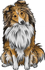 Shetland Sheepdog