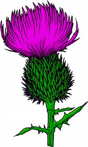 Thistle