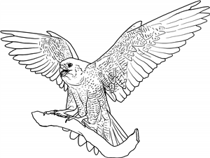 Peregrine Falcon