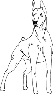 Doberman Pinscher