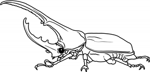 Hercules Beetle