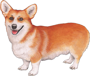 Corgi Dog