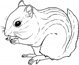 Chipmunk