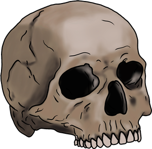Human Skull