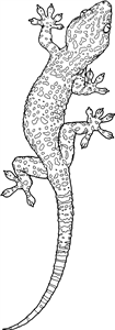 Tokay Gecko