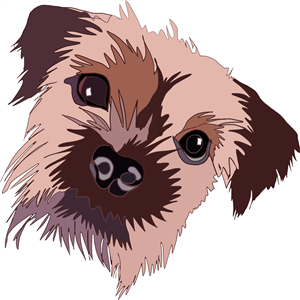 Border Terrier
