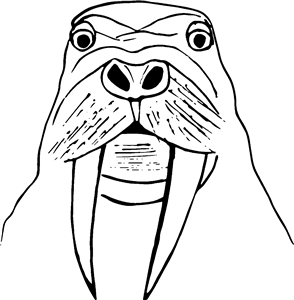Walrus Face