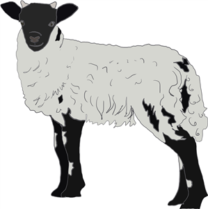 Black & White Sheep