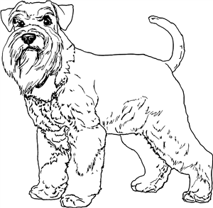 Schnauzer