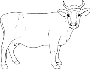 Cow