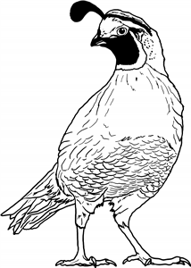 California Quail