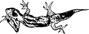Cute Lizard
