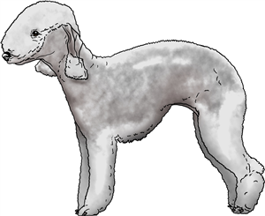 Bedlington Terrier
