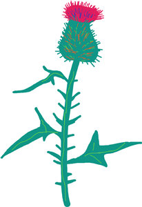 Thistle 
