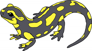 Salamander
