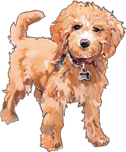 Cavapoo dog 