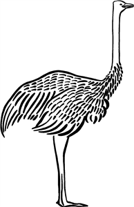 Ostrich