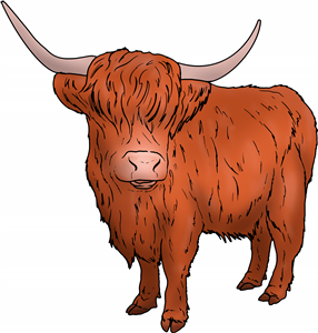 Highland Cow