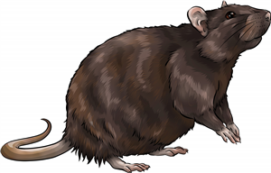 Brown Rat