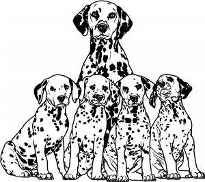 Dalmatian & Puppies