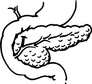 Pancreas