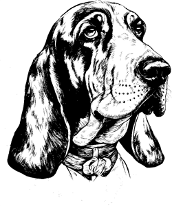 Basset hound