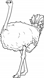 Ostrich