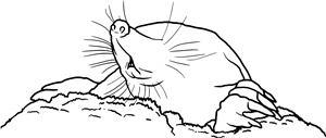 Blind Mole