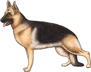 German Shepherd