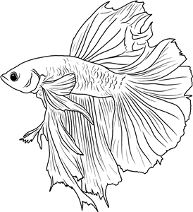 Siamese Fighting Fish