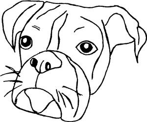 Boxer Dog Face