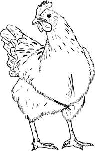 Chicken