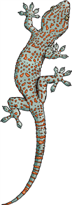Tokay Gecko