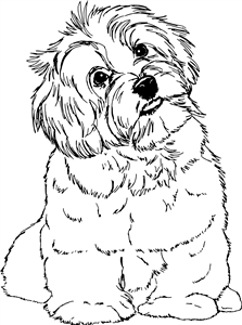 Havanese Puppy