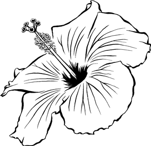 Hibiscus Flower